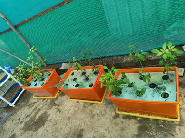 Howrah KVK Rolls out Low-Cost Hydroponics and Mushroom Spawn to Strengthen Agri-Entrepreneurship