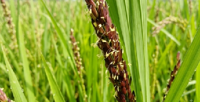 From Chikiti to Chicago: How Scientific Black Rice Cultivation Enabled a Young Farmer to Reach Global Markets