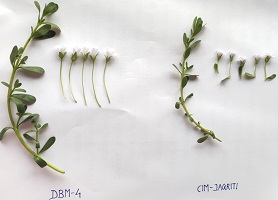 bacopa-01-02112020.jpg