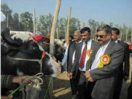 bufllonews-05122013