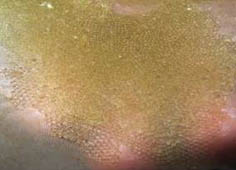 cabanews-04-04-10-2013