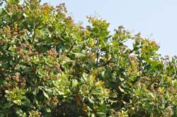 cashewnut-var-03-09-2014-1