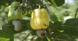 cashewnut-var-03-09-2014-2