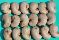 cashewnut-var-03-09-2014-3