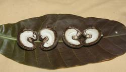 cashewnut-var-03-09-2014-4