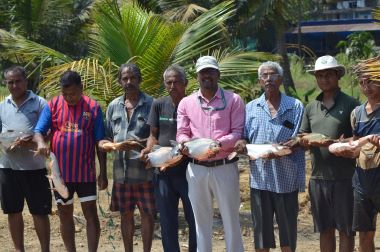 Experimental trial on Khazan Land Aquaculture reveals Success at Merces, Goa: Scoping Livelihood pathways for coastal farmers of Goa