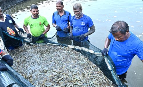 ICAR–CIBA, Chennai Demonstrates Fishmeal-Free Shrimp Production through SIPNSF