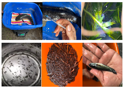 Establishment of Maharashtra’s First Murrel (Channa striata) Fish Hatchery and Awareness of Murrel Fish Culture for Livelihood at Ambegaon, Pune, under the Technical Guidance of ICAR-CIFE, Mumbai