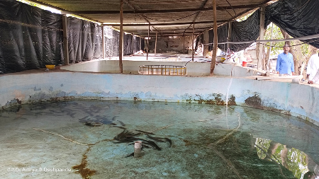 Establishment of Maharashtra’s First Murrel (Channa striata) Fish Hatchery and Awareness of Murrel Fish Culture for Livelihood at Ambegaon, Pune, under the Technical Guidance of ICAR-CIFE, Mumbai