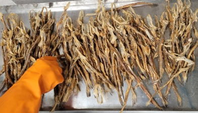 An Entrepreneur’s Leap with Institutional Support: Transforming Fish Drying Practices in West Bengal