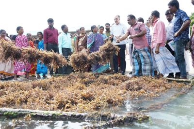 Union Fisheries Secretary Dr Abhilaksh Likhi Reviews Seaweed Farming and Mariculture Research at ICAR-CMFRI, Regional Centre, Tamil Nadu