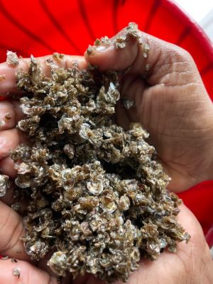 ICAR-CMFRI, Kochi achieves breakthrough in hatchery production of oyster spat