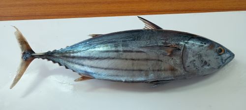 ICAR-CMFRI, Kochi advises consumers not to avoid tuna over parasite reports from a specific region
