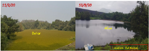 From Invasive Weed to Complete Suppression: ICAR-DWR’s Biological Control Success at Tal Morbe