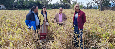Panjhol and Sukhjhol: How Indigenous Ginger Processing is Transforming Rural Livelihoods in Dehradun From Traditional Wisdom to Rural Prosperity