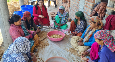 Panjhol and Sukhjhol: How Indigenous Ginger Processing is Transforming Rural Livelihoods in Dehradun From Traditional Wisdom to Rural Prosperity