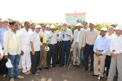 grape-field-day-08-02-2015.png