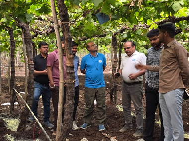 Biointensive Viticulture Promoted by ICAR-NRCG to Enhance Safe Grape Consumption