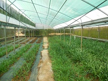 greenhouse-04
