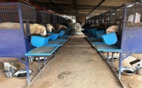 Turning Orchard Waste into Winter Feed: Apple Pomace–Based Silage for Sustainable Livestock Production for lean periods in temperate region India