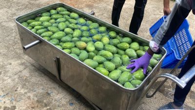 ICAR-IIHR’s Hot Water Technology to boost the export of South Indian Mangoes