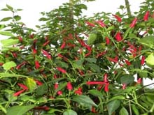 limca-book-records-01-05-2014-2