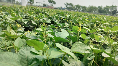 ICAR–MGIFRI, Motihari Takes Khet Bachao Abhiyan to India’s Frontier Villages, Promotes Soil Health and Sustainable Farming
