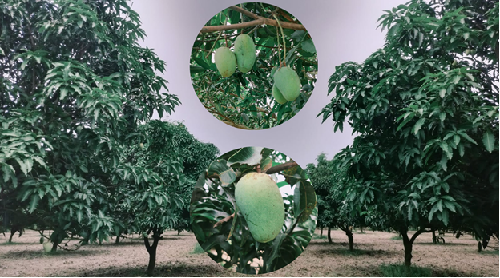 ICAR-MGIFRI, Motihari Advances Scientific Nutrient Management in Mango Orchards under Khet Bachao Abhiyan–2026