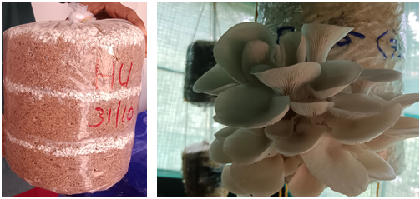 From Spores to Sustained Prosperity: Transforming Rural Livelihoods through Mushroom Cultivation in Thiruvananthapuram