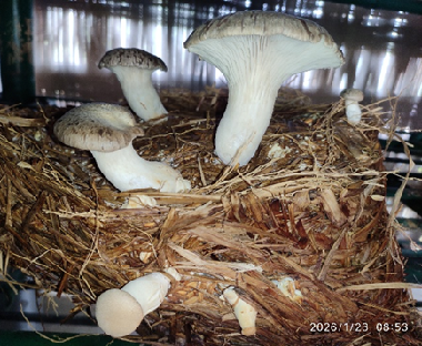 King Oyster Mushroom Successfully Cultivated