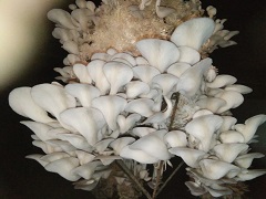 mushroom-02-2020.jpg