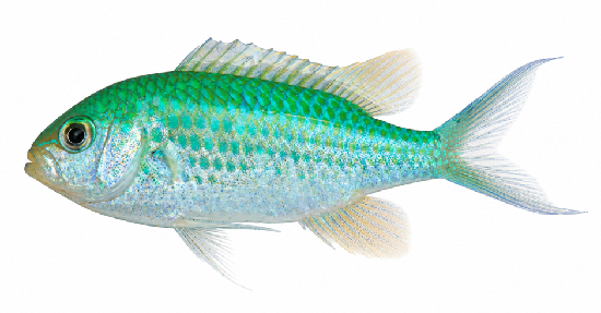 New Species Discovery by ICAR-NBFGR, Lucknow Puts Lakshadweep’s Blue-Green Chromis in the Global Spotlight