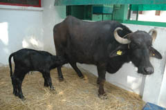 ndri-02-19-03-2013
