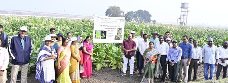 17 February 2026, Andhra Pradesh ICAR- National Institute for Research on Commercial Agriculture, Rajahmundry organized a Germplasm Field Day today at the Black Soil Research Farm - Katheru, ICAR-NIRCA, Rajahmundry. Dr. Sheshu Madhav, Director, ICAR-NIRCA, emphasized the critical role of germplasm in the conservation, evaluation, and utilization of commercial crops. He highlighted the significance of employing germplasm in targeted breeding programs to address the emerging challenges faced by farmers and to meet the requirements of stakeholders within the value-chain system of commercial crops. Furthermore, he advocated for the alignment of future research initiatives with the Institute's newly established mandates. Dr. K. Sarala, Head, Division of Crop Improvement, provided an overview of the germplasm activities currently being conducted at the Katheru Farm and mentioned that Germplasm field day will creat awareness of tobacco germplasm among the reserachers for its effective utilisation. The participants were taken on a field visit to observe the tobacco germplasm, which included 28 different types representing FCV, non-FCV, and wild Nicotiana species, along with an explanation of their unique characteristics. Detailed information was also provided on the chilli and ashwagandha germplasm maintained at the farm. Additionally, the seed production plots of released varieties were showcased, and their distinct traits were explained. More than 2,500 germplasm accessions were showcased, including 2,100 accessions of Tobacco, 380 accessions of Ashwagandha, and 65 accessions of chilli at the BSRA Farm. Participants had the opportunity to observe the diverse morphological traits of germplasm of tobacco, chilli and aswagandha. Descisions were taken to utilize the available genetic diversity in different areas of commercial agriculture. The event witnessed the participation of around 50 attendees, including Scientists, Technical Officers and Technicians. (Source: ICAR- National Institute for Research on Commercial Agriculture, Rajahmundry, Andhra Pradesh)