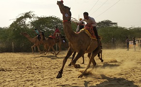 nrccamel-01-2020