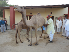 nrccamel-01-26102016.jpg
