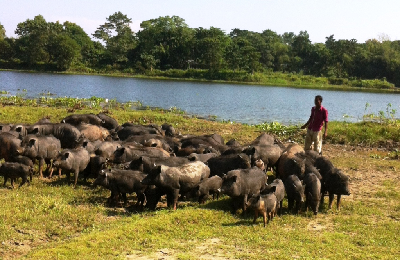 ICAR-NRCP, Guwahati Reports First De Novo Chromosome-Scale Genome Assembly of India’s Indigenous Doom Pig
