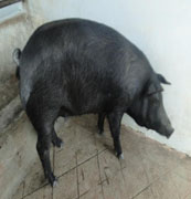 nrcpig-0324102016.jpg
