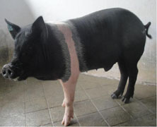 nrcpig-0424102016.jpg