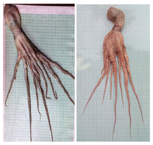 octopus-narmada-river