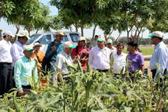 okra-02-04102016.jpg