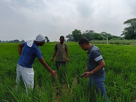 paddy-crop-01