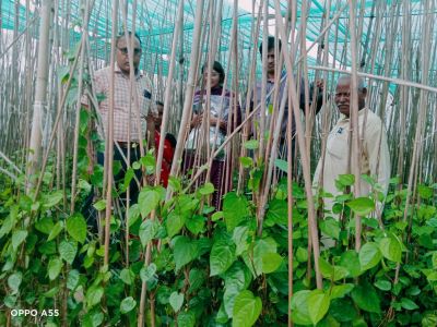 From GI Recognition to Farmer Empowerment: How Magahi Paan Growers Are Building a Stronger Market Identity