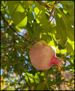 Kargil’s ‘Suii’ farmer pomegranate variety granted protection under PPV&FRA Act, 2001