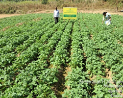 From Traditional Potato Cultivation to Higher Returns: A Farmer’s Journey in West Tripura
