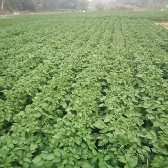 Improved Potato Variety Boosts Yield by 26.85% for Tripura Farmer with ICAR–IARI Support