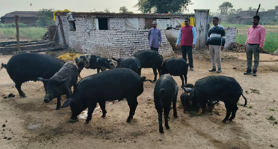 Poverty to Prosperity: ICAR–RCER-KVK Ramgarh Transforming Farmers’ Livelihood in Udlu Village