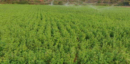 Lucerne variety IGFRI-DL-2 (AWCL-2)