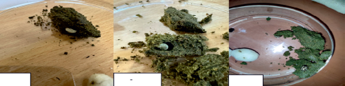Development of mass multiplication technique for Zygogramma bicolorata