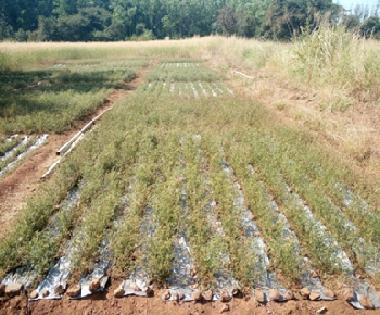 Polythene Mulching for Efficient Seed Collection in Stylosanthes hamate